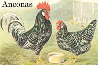 
Heritage chicken breed: Anconas.
